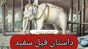 استراتژی فیل سفید